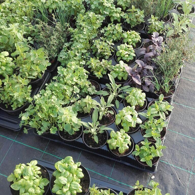 Masseria Sucea Martano Ngoại thất bức ảnh