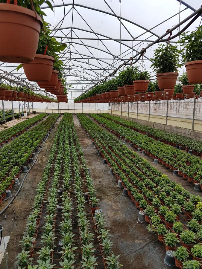 Masseria Sucea Martano Ngoại thất bức ảnh
